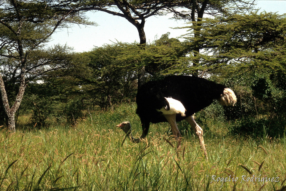 Etiopia